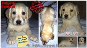 daysoldlabradorretrieverpuppies